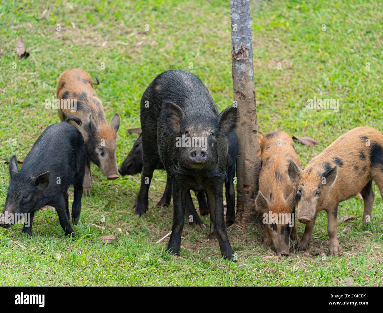 Lebende Wildschweine in der Nachbarschaft, Hamakua Coast, Hawaii Stockfoto
