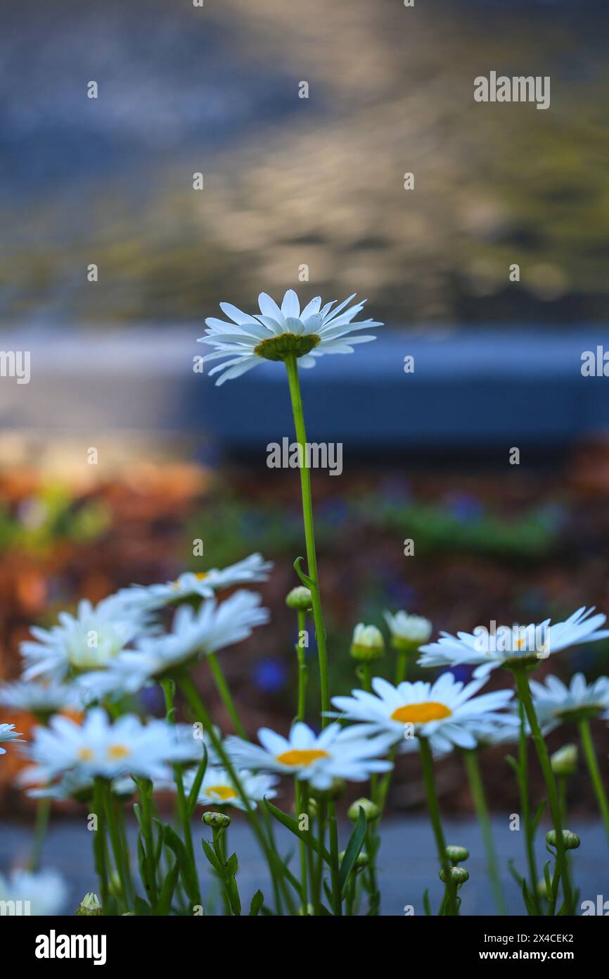 Savannah, Georgia, USA. Gänseblümchen im Forsyth Park Stockfoto
