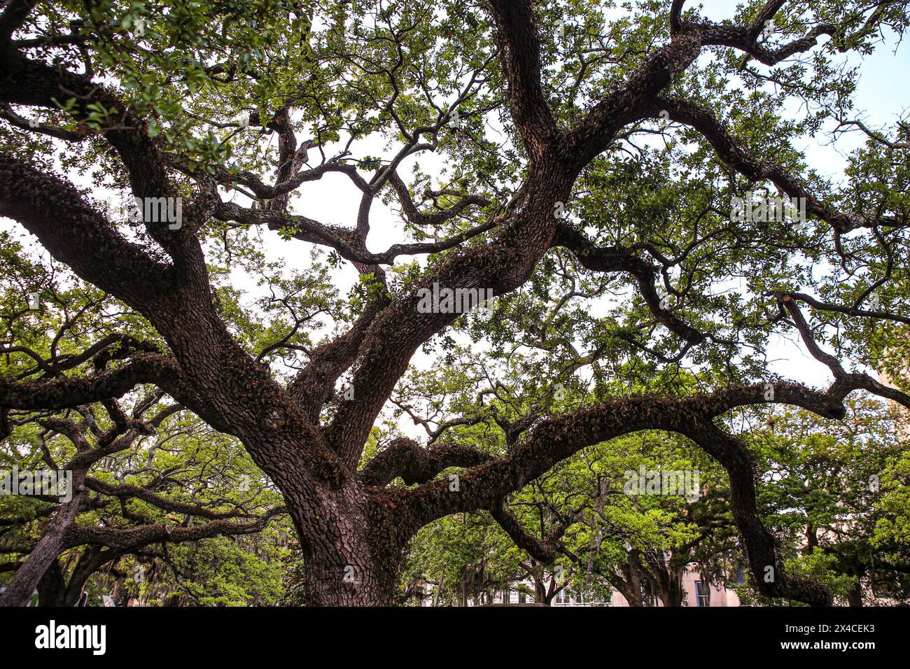 Savannah, Georgia, USA. Alte Eiche mit knorrigen Kraken wie Zweige Stockfoto
