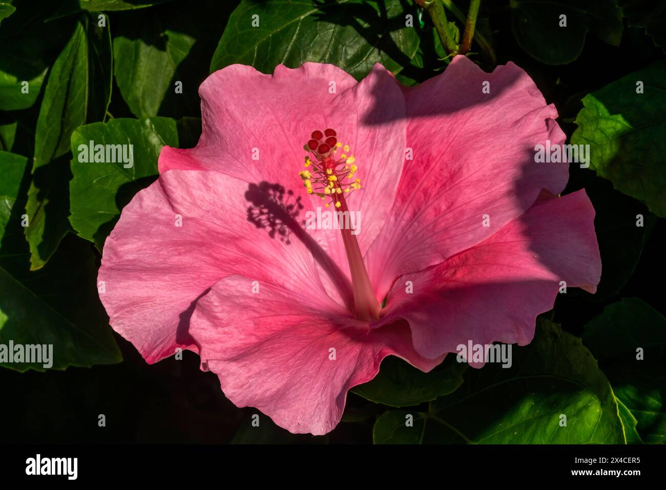 Vizekönig dunkelrosa Hibiskusblüten, Honolulu, Hawaii. Hibiscus ist die Blume des Bundesstaates Hawaii. Stockfoto