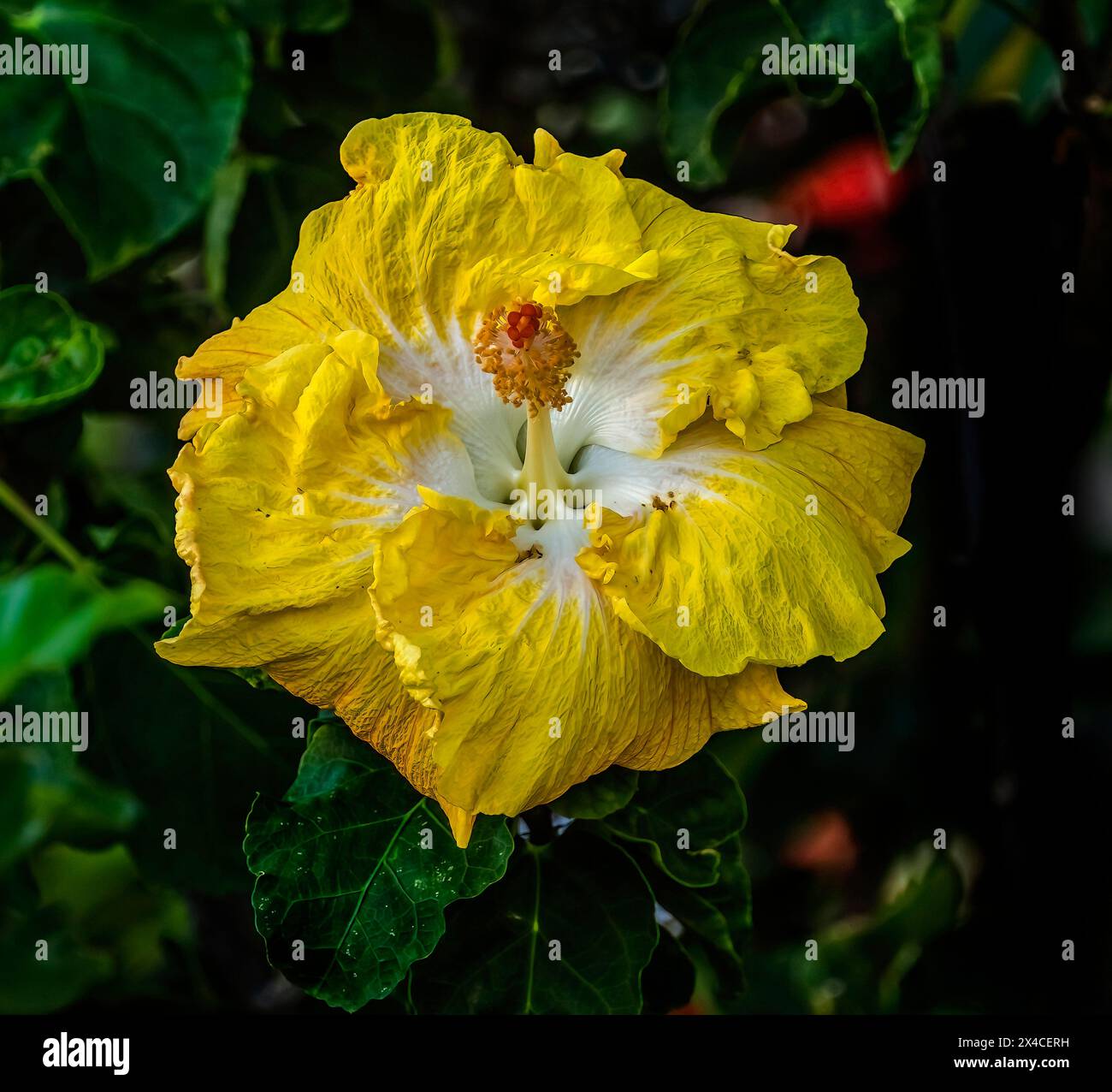 Bunte gelbe weiße leuchtende Hibiskusblüten, Waikiki, Oahu, Hawaii. Hibiscus State Flower von Hawaii Stockfoto
