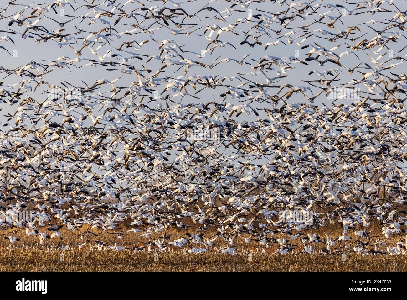 Schneegänse (Anser caerulescens) starten von Field, Marion County, Illinois. Stockfoto