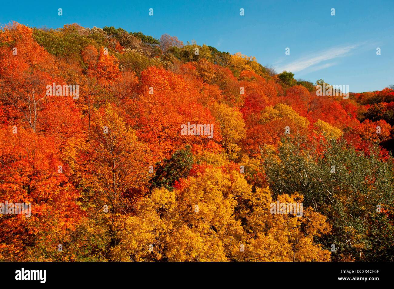 USA, Minnesota, Mendota Heights. Herbstfarbe, Ivey Falls Valley Stockfoto