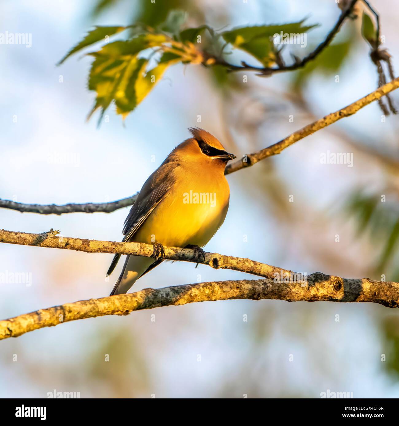 Wunderschöne Zedernwachs-Flügel, die in einem Baum thronten und sich im Frühling für eine lange Reise nach Norden ausruhen. Stockfoto