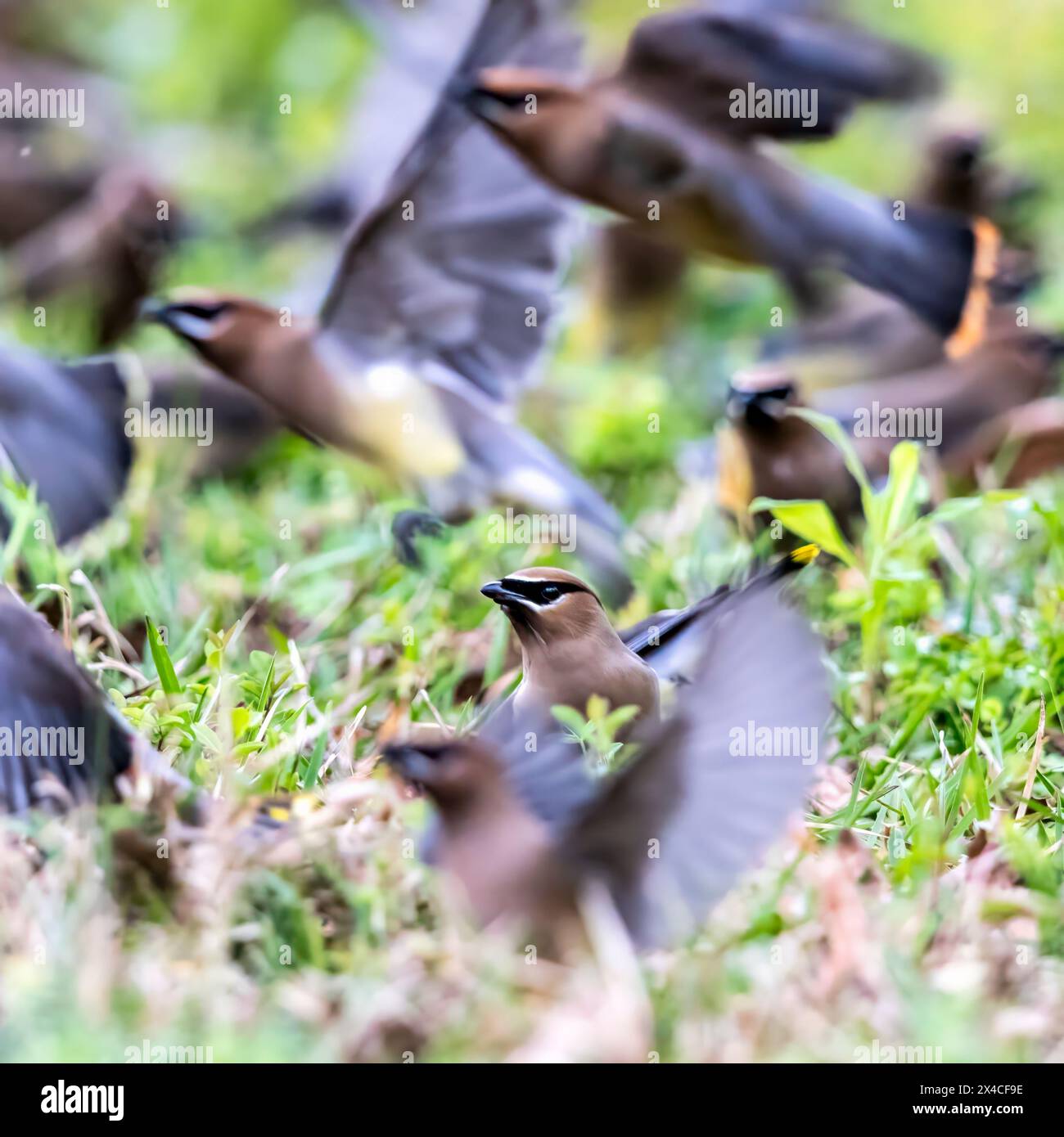 Zedernwachs wandert in Herden und nutzt dabei die reichlich vorhandenen Samen und Beeren. Stockfoto