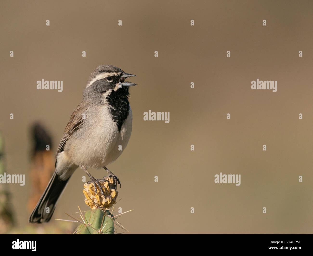Black-throated Sparrow singen, Embudito Canyon Trail, New Mexico Stockfoto