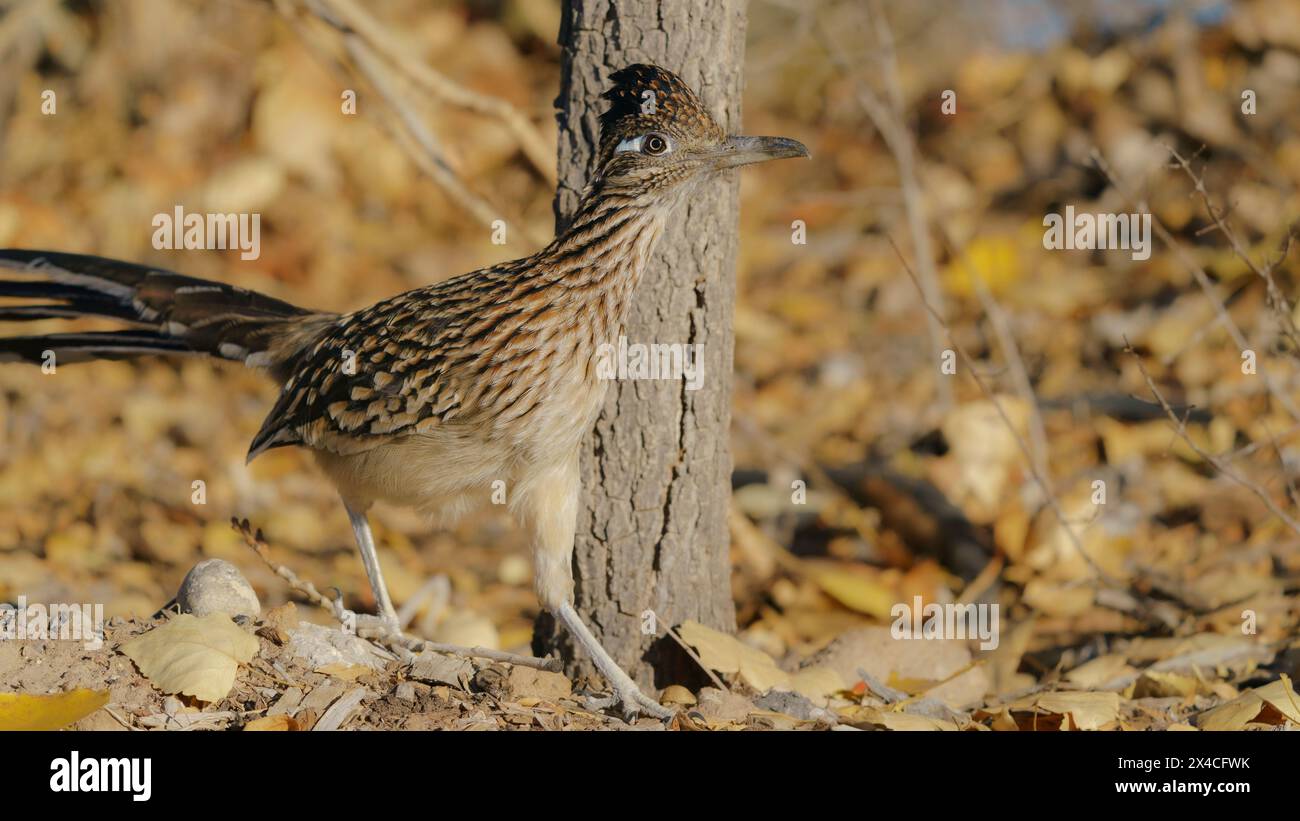 Greater Roadrunner, Tingley Beach, New Mexico Stockfoto