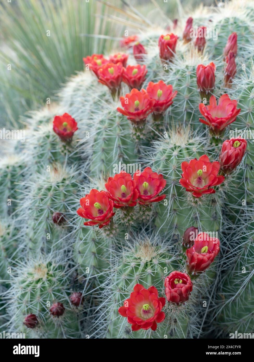 Claret-Cup-Kakteen in Blüte, Embudito Canyon Trail, New Mexico Stockfoto