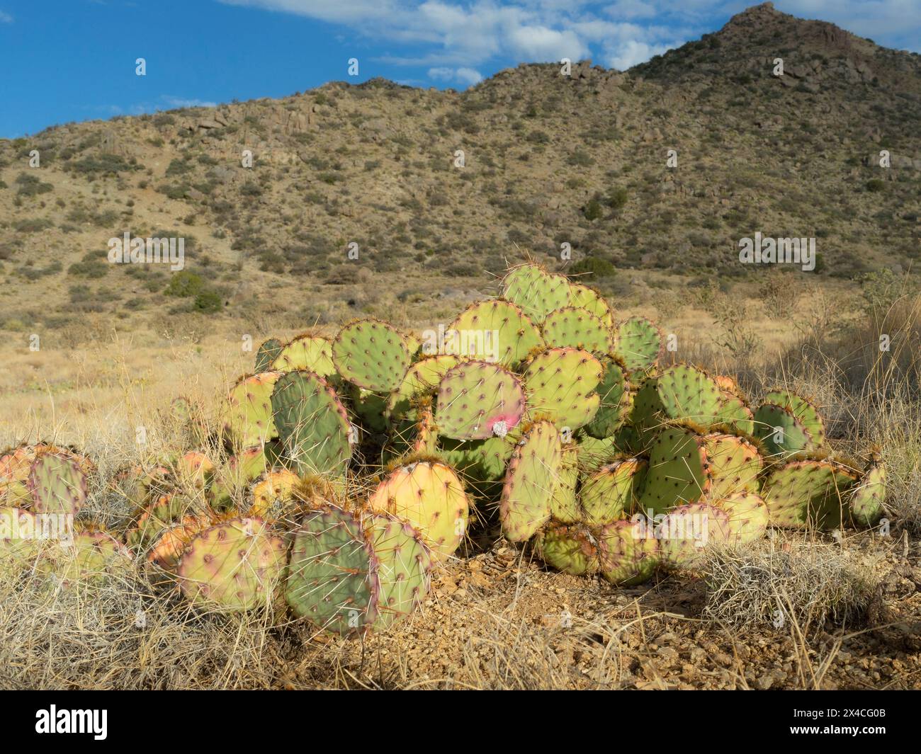 Opuntia Cactus entlang des Copper Canyon Trail, Albuquerque, New Mexico Stockfoto