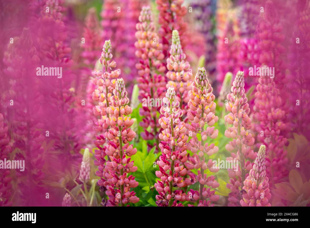 USA, Oregon, Salem. Schreiner's Iris Gardens konzentriert sich selektiv auf Lupine Stockfoto