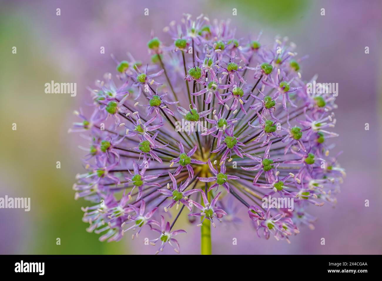 USA, Oregon, Salem. Schreiner's Iris Gardens Lavendel Allium Stockfoto