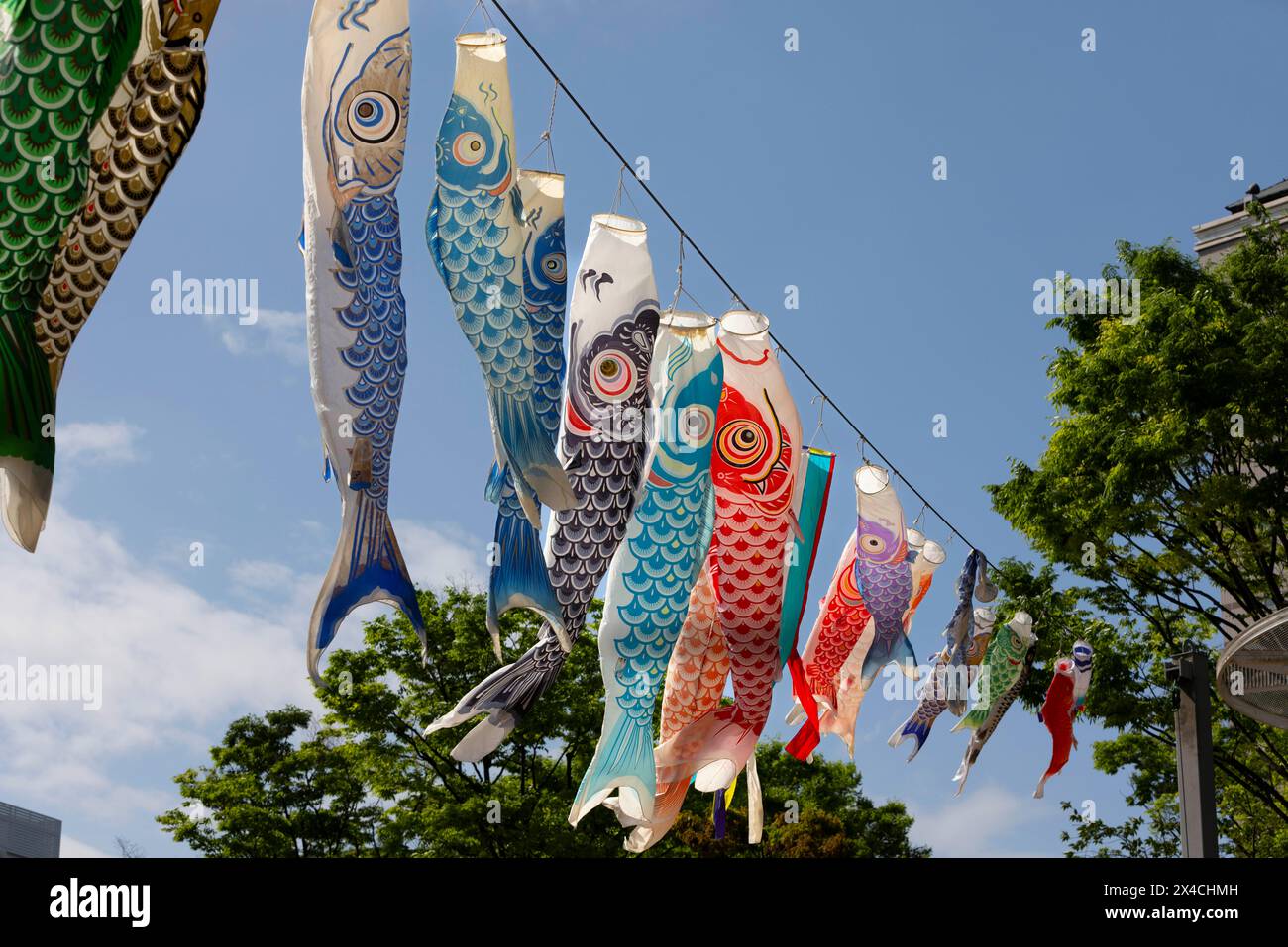 Koinobori-Dekoration fliegt im Wind, um den Kindertag in Japan zu feiern. Der Kindertag, ein japanischer Feiertag, der die Gesundheit und das Glück der Kinder ehrt, wird jährlich am 5. Mai gefeiert. Auf Japanisch heißt es: „Kodomo no hi“. Familien mit Jungen fliegen riesige karpfenförmige Streamer (Koinobori) vor ihrem Haus und stellen Puppen berühmter Krieger und anderer Helden im Haus aus. Der Karpfen symbolisiert Stärke und Erfolg; einer Legende nach schwamm ein Karpfen stromaufwärts, um zum Drachen zu werden. Mädchen haben ihr eigenes Festival, das Hina Matsuri (Puppenfestival) genannt wird, das am dritten Tag des dritten Monats stattfindet. Stockfoto