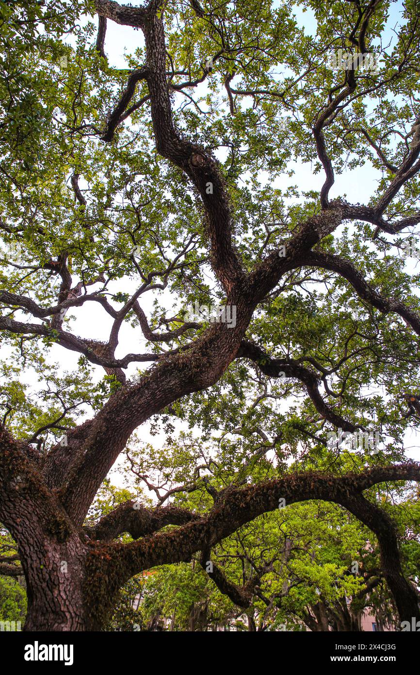 Charleston, South Carolina, USA. Alte Eiche mit knorrigen Kraken wie Zweige Stockfoto