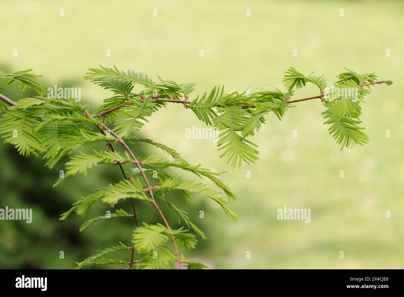Metasequoia glyptostroboides oder Dawn Redwood Stockfoto