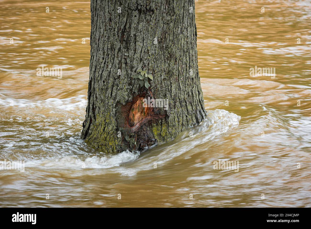 Tree VS. River, Heritage Park, Utica, Michigan, Flut vom 26. Juni 2021 Stockfoto