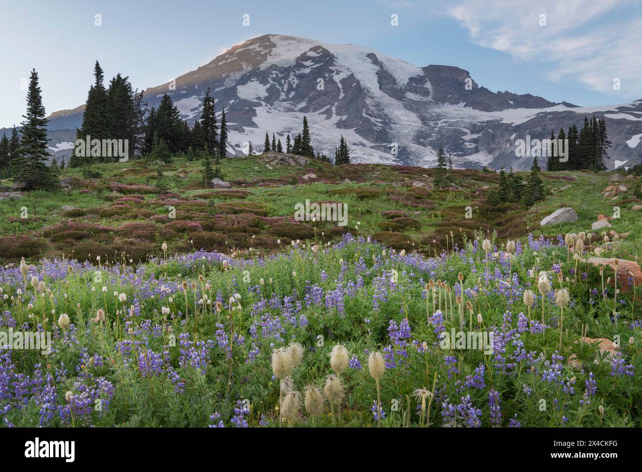 Wildblumenwiesen des Paradieses mit einer Mischung aus Laublupinen, American Bistort und westlichen Anemonen. Mount Rainier National Park, Washington State. Stockfoto