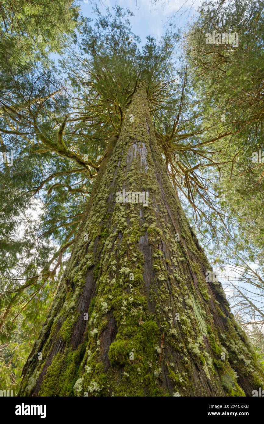 Alte, westliche rote Zedernholz, entlang des Skagit River, North Cascades National Park, Washington State. Stockfoto