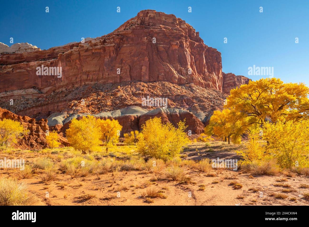 USA, Utah, Capitol Reef National Park. Die Felsformation der Burg und Bäume in Herbstgelb. Stockfoto