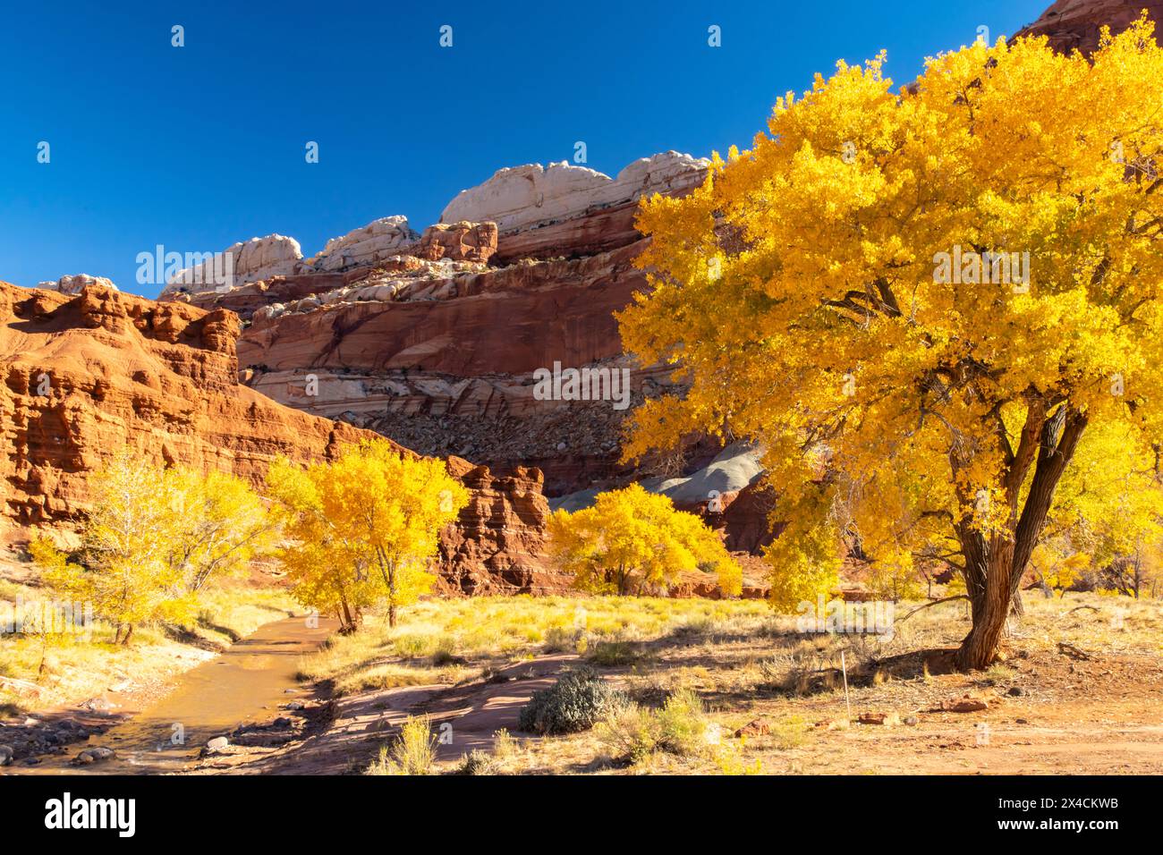 USA, Utah, Capitol Reef National Park. Die Felsformation der Burg und Bäume in Herbstgelb. Stockfoto