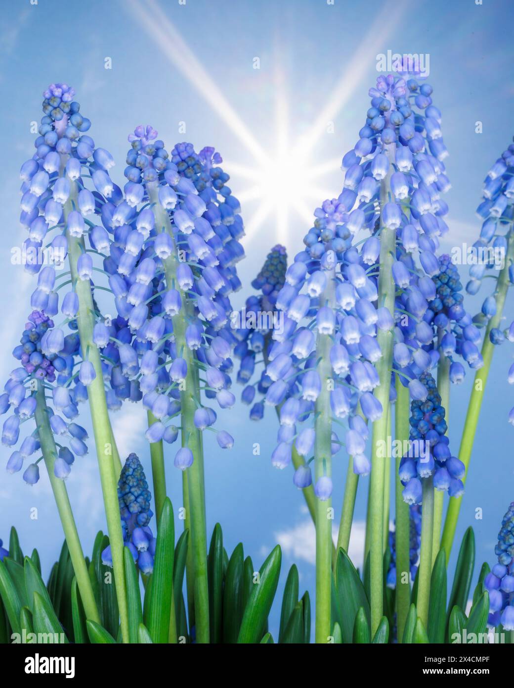 USA, Washington State, Seabeck. Blaue Traubenhyazinthen Blüten. Stockfoto