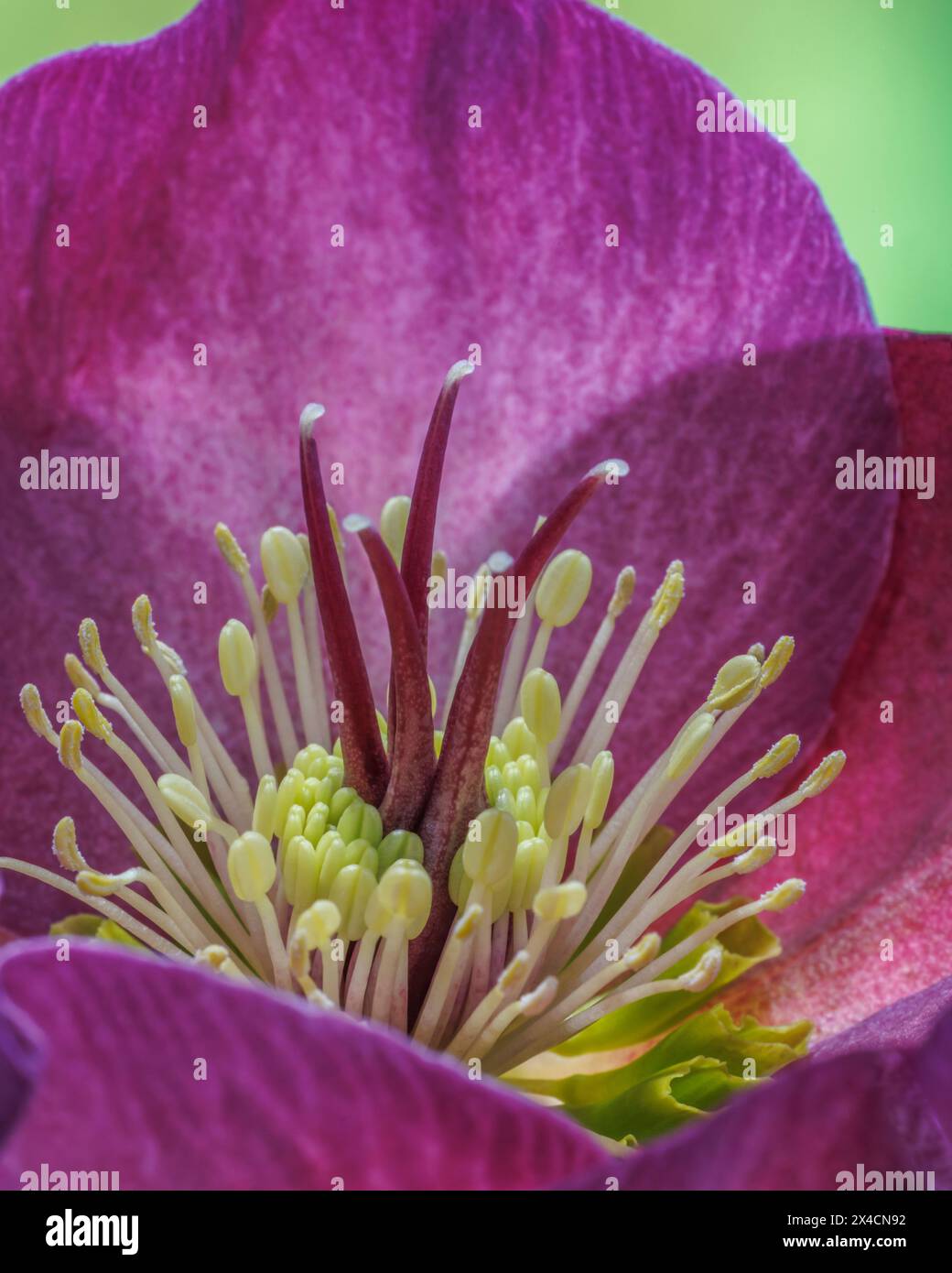 USA, Bundesstaat Washington. Nahaufnahme der violetten Helleore-Blüte im Frühjahr. Stockfoto