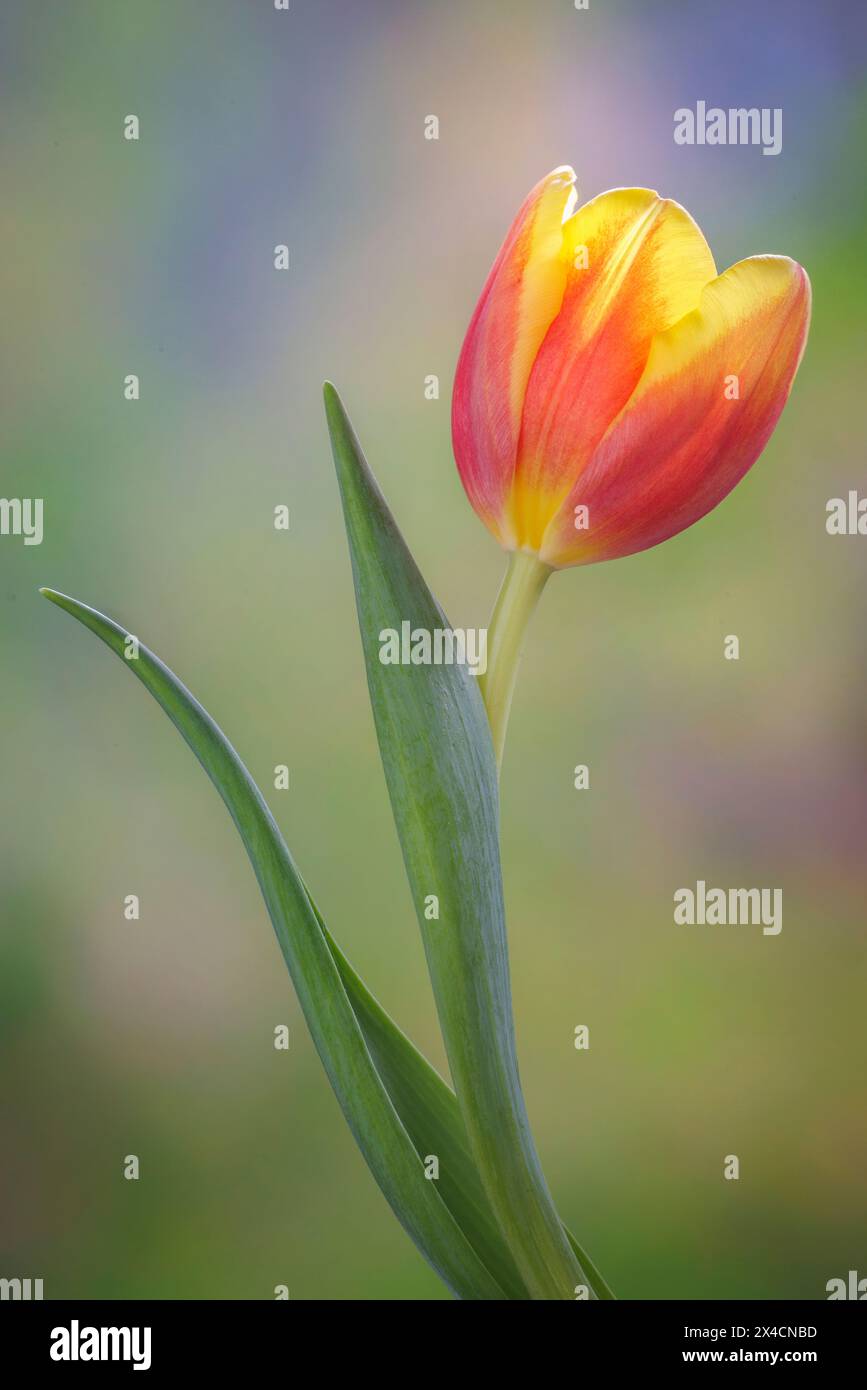 USA, Washington State, Seabeck. Blühende Lilienblüte Nahaufnahme. Stockfoto