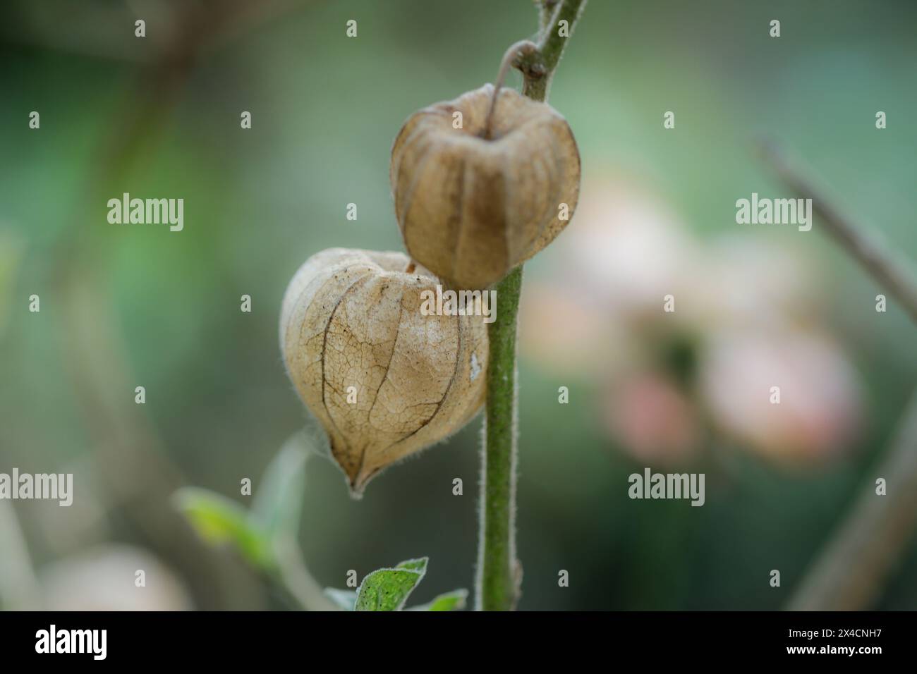 Die faszinierend zarte Physalis Peruviana blüht mit einem fesselnden Charme und verkörpert die bezaubernde Schönheit der goldenen Schätze der Natur Stockfoto