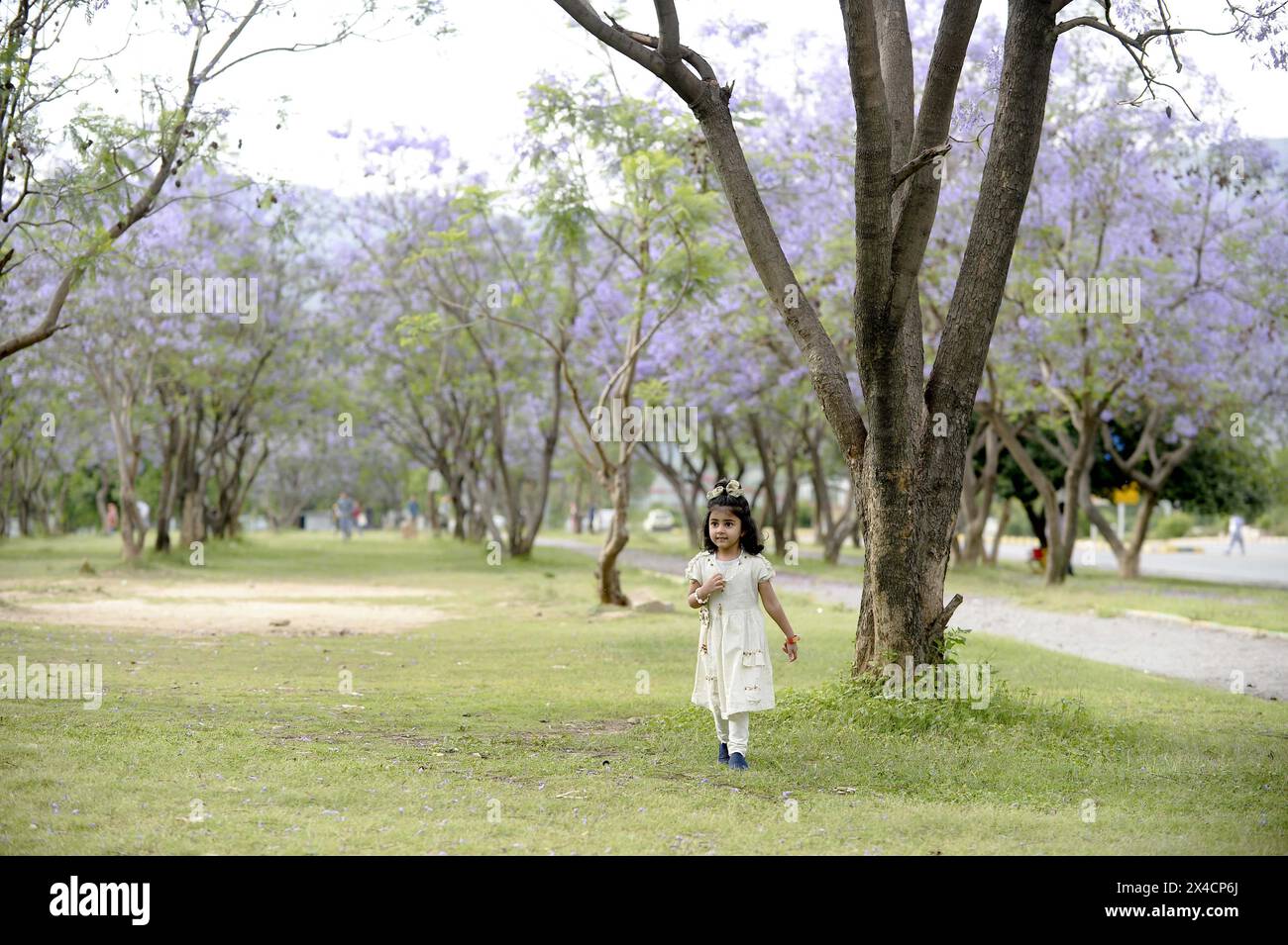 Islamabad. Mai 2024. Ein Mädchen spielt am 2. Mai 2024 unter blühenden Jacaranda-Bäumen in Islamabad, Pakistan. Quelle: Ahmad Kamal/Xinhua/Alamy Live News Stockfoto