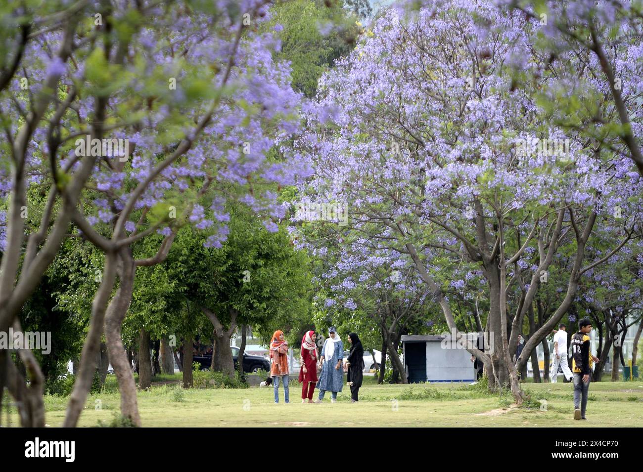 Islamabad. Mai 2024. Menschen laufen am 2. Mai 2024 unter blühenden Jacarandabäumen in Islamabad, Pakistan. Quelle: Ahmad Kamal/Xinhua/Alamy Live News Stockfoto
