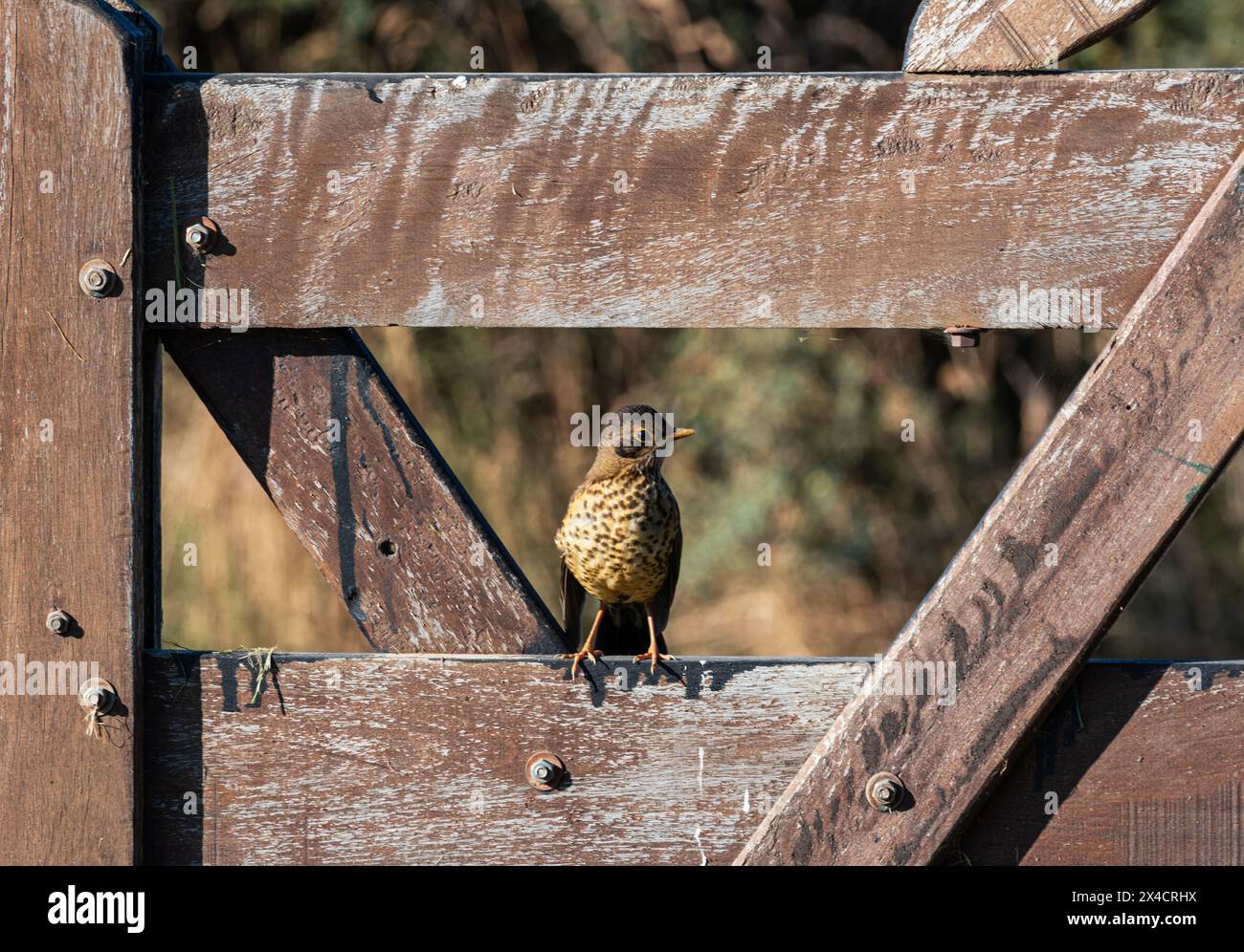 Die Magellansche Soor, T. f. magellanicus, Patagonien, Chile Stockfoto
