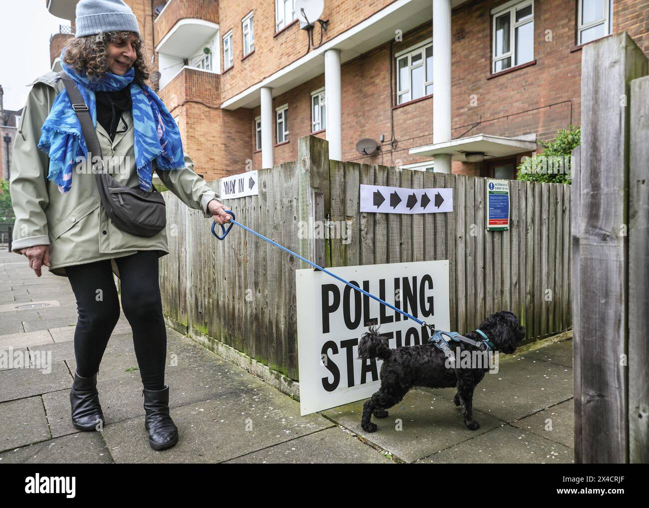 London, Großbritannien. Mai 2024. Lacey, ein aufgeregter Hund, läuft heute Morgen mit ihrem Besitzer zu einem Wahllokal in Kentish Town. Quelle: Imageplotter/Alamy Live News Stockfoto