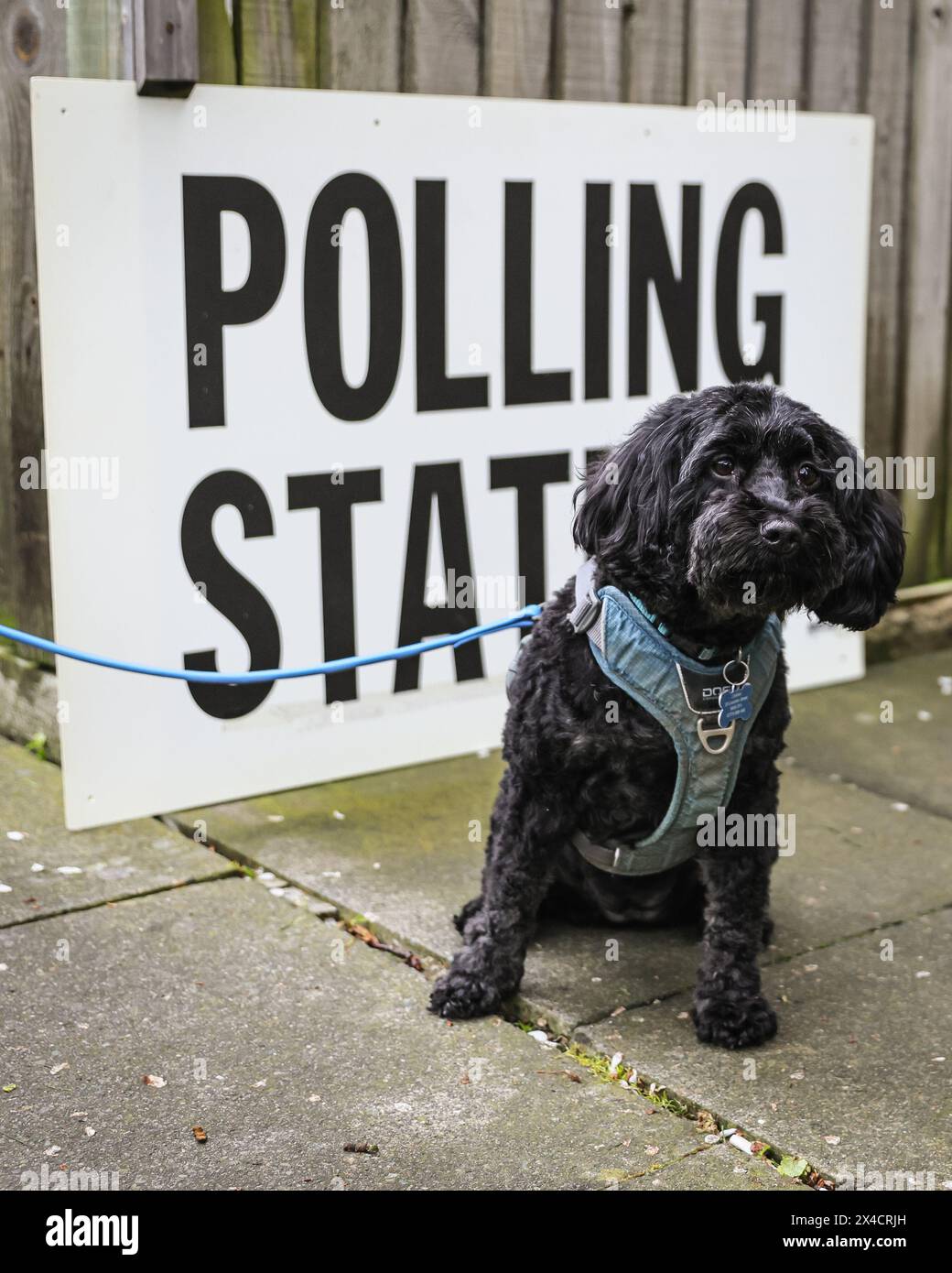 London, Großbritannien. Mai 2024. Lacey, ein aufgeregter Hund, läuft heute Morgen mit ihrem Besitzer zu einem Wahllokal in Kentish Town. Quelle: Imageplotter/Alamy Live News Stockfoto