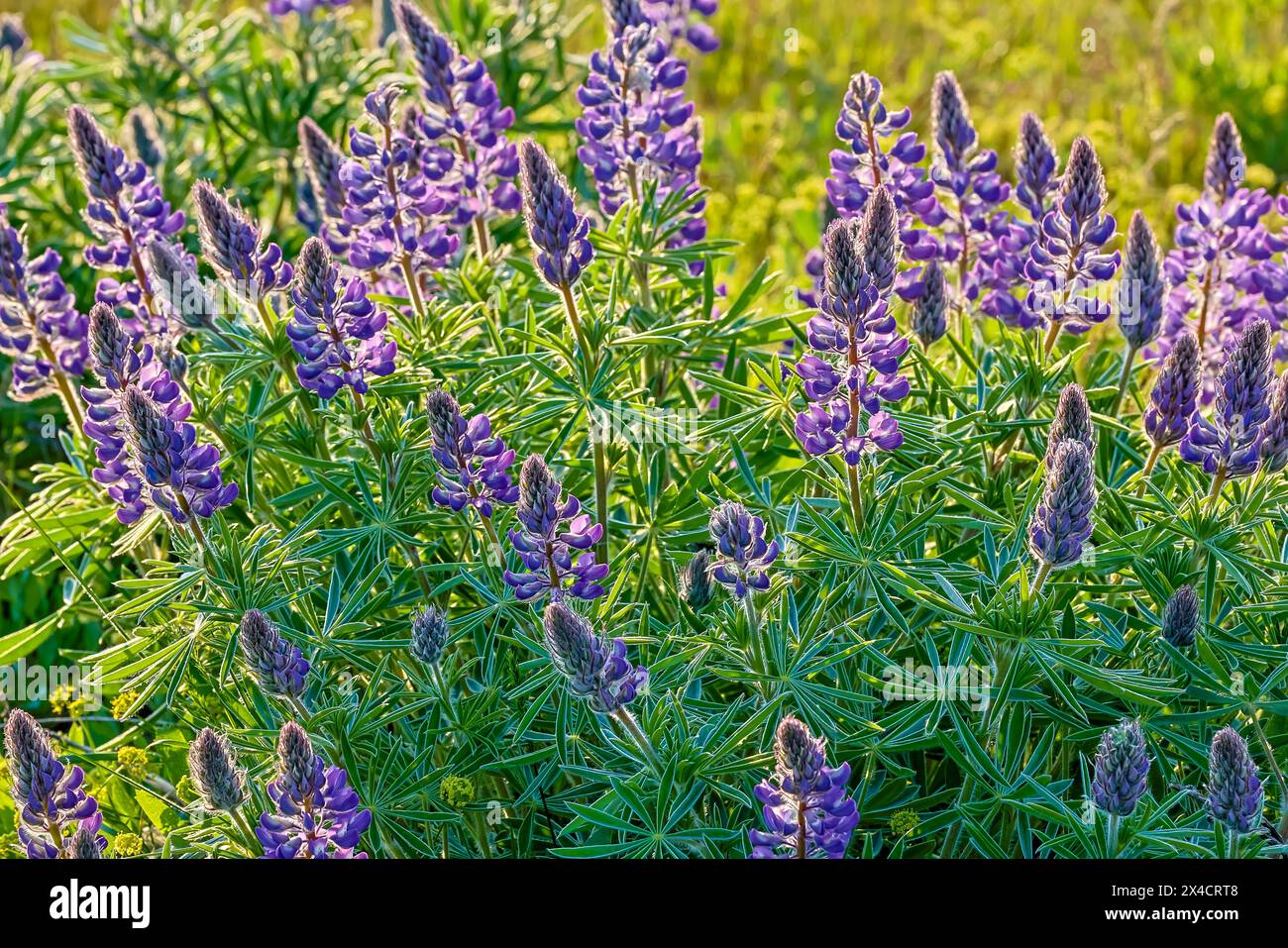 USA, Washington State, Columbia Hills Historical State Park Stockfoto