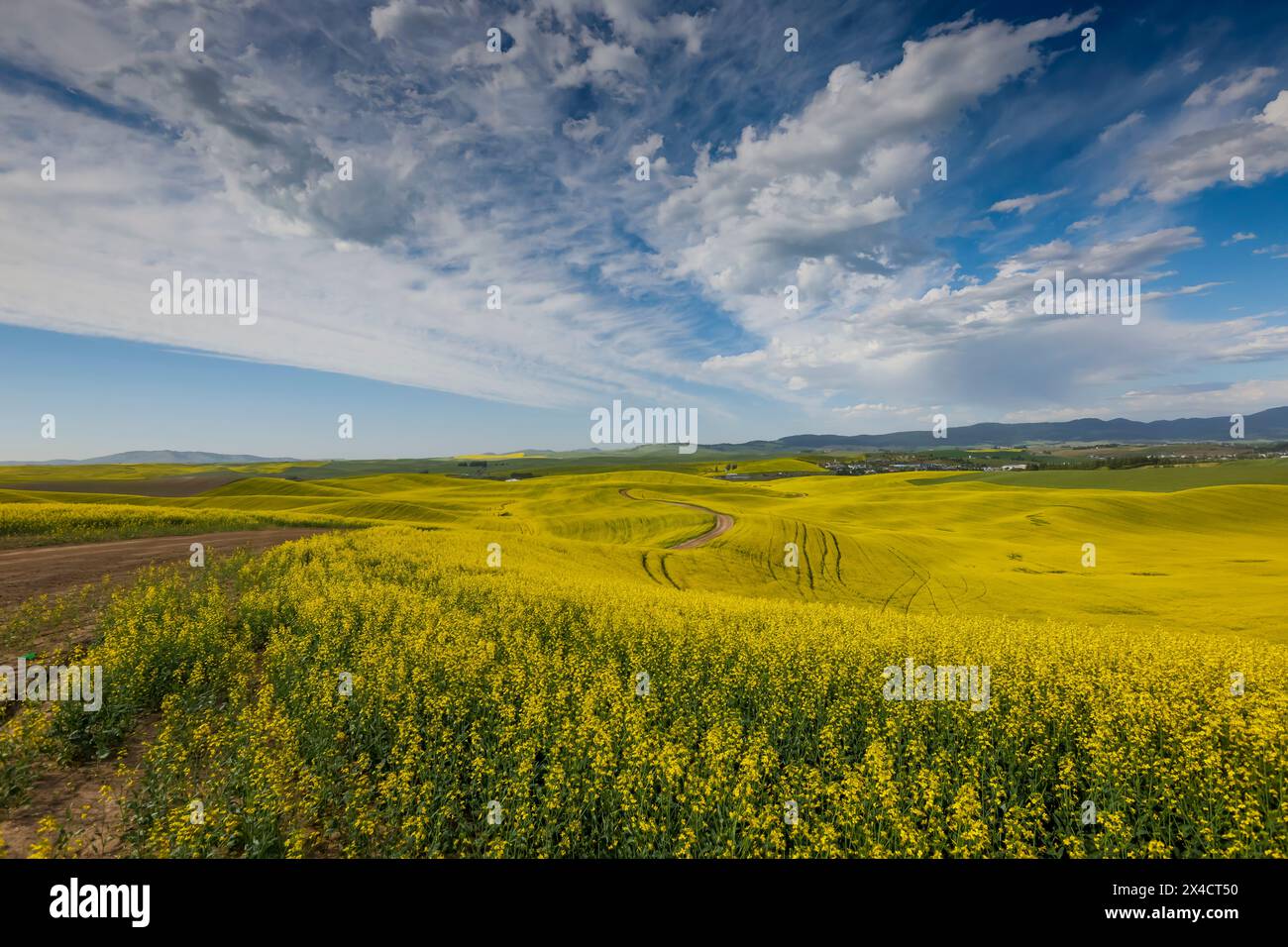 USA, Washington State, Palouse. Rapsfelder Stockfoto