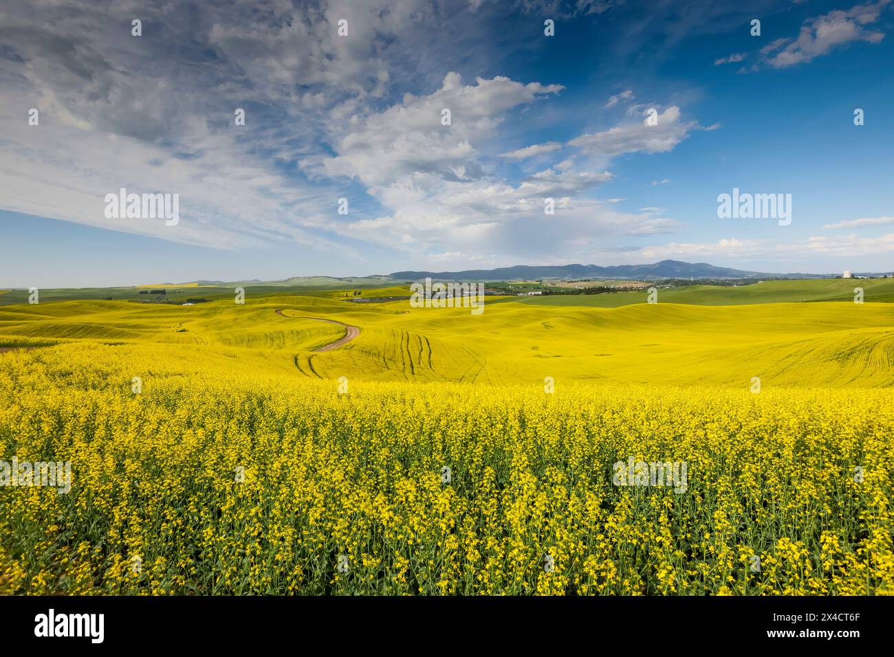USA, Washington State, Palouse. Rapsfelder Stockfoto