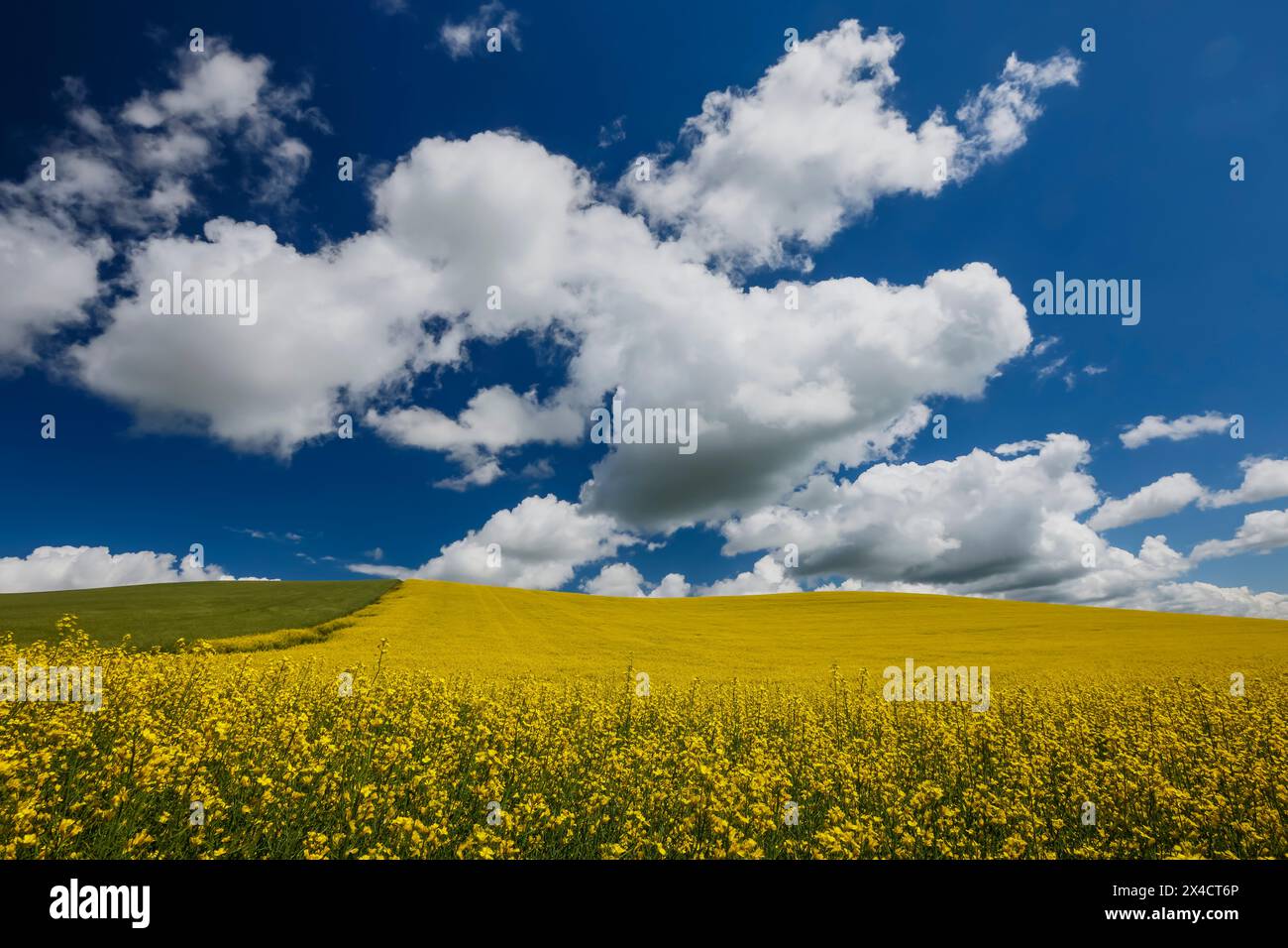 USA, Washington State, Palouse. Rapsfelder Stockfoto