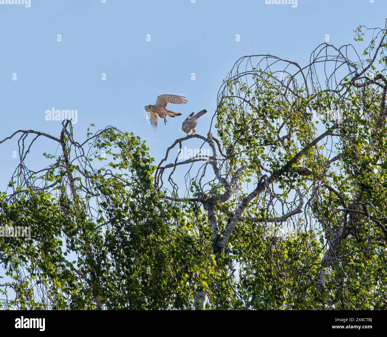 Ein männlicher Turmfalke fliegt nach der Paarung davon Stockfoto