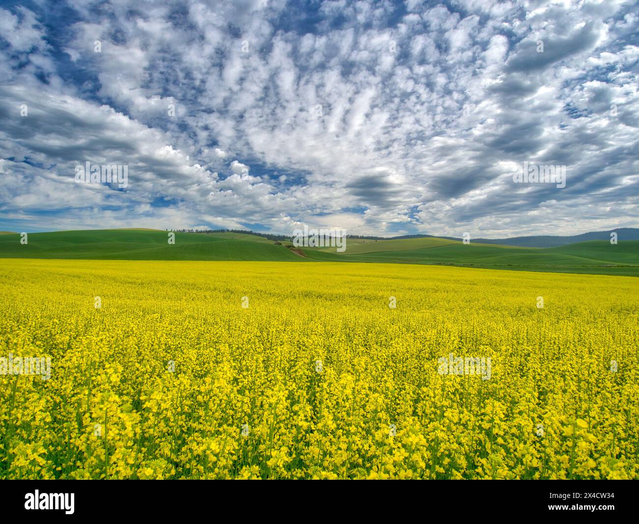 USA, Washington State, Palouse. Gelbe Rapsfelder blühen im Sommer mit wunderschönen Wolken. Stockfoto