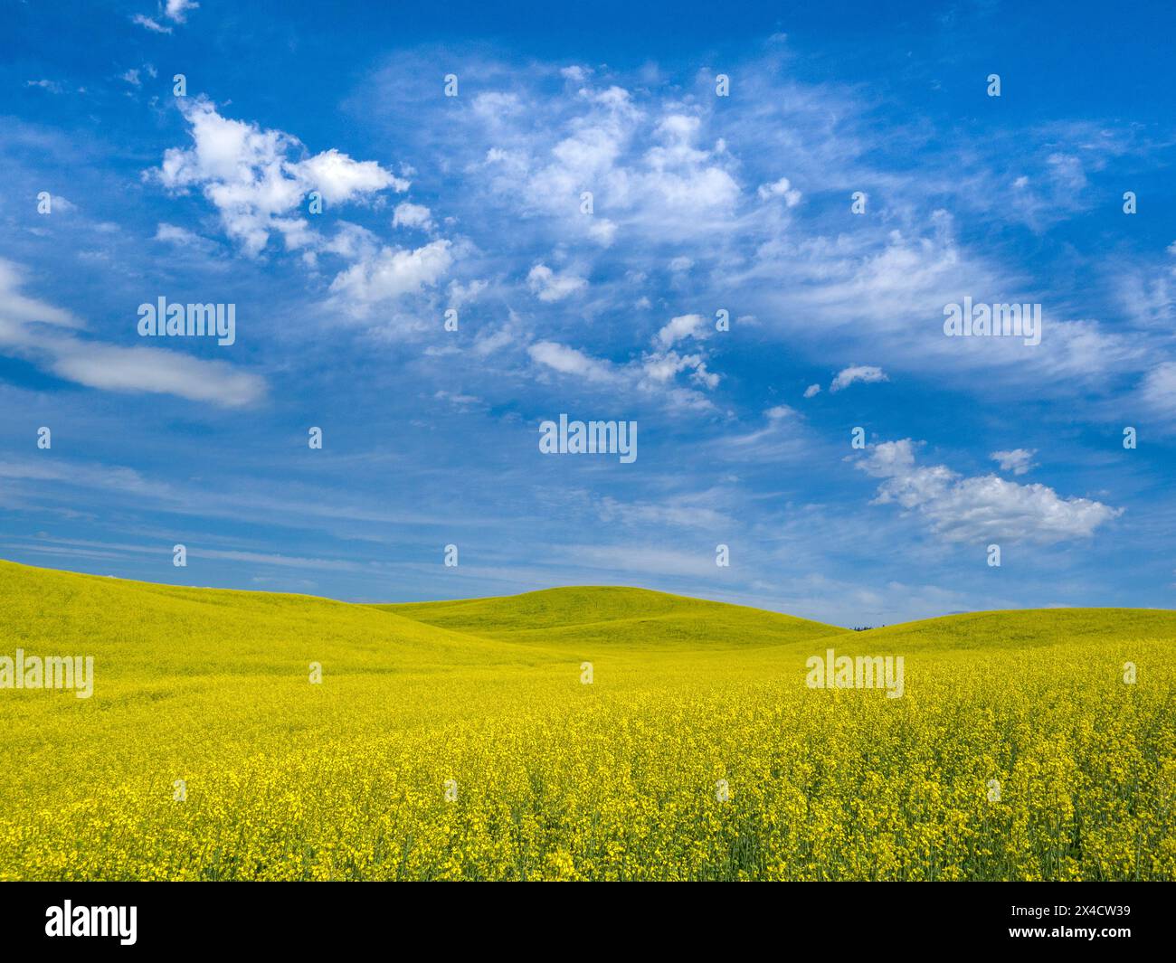 USA, Washington State, Palouse. Gelbe Rapsfelder blühen im Sommer mit wunderschönen Wolken. Stockfoto