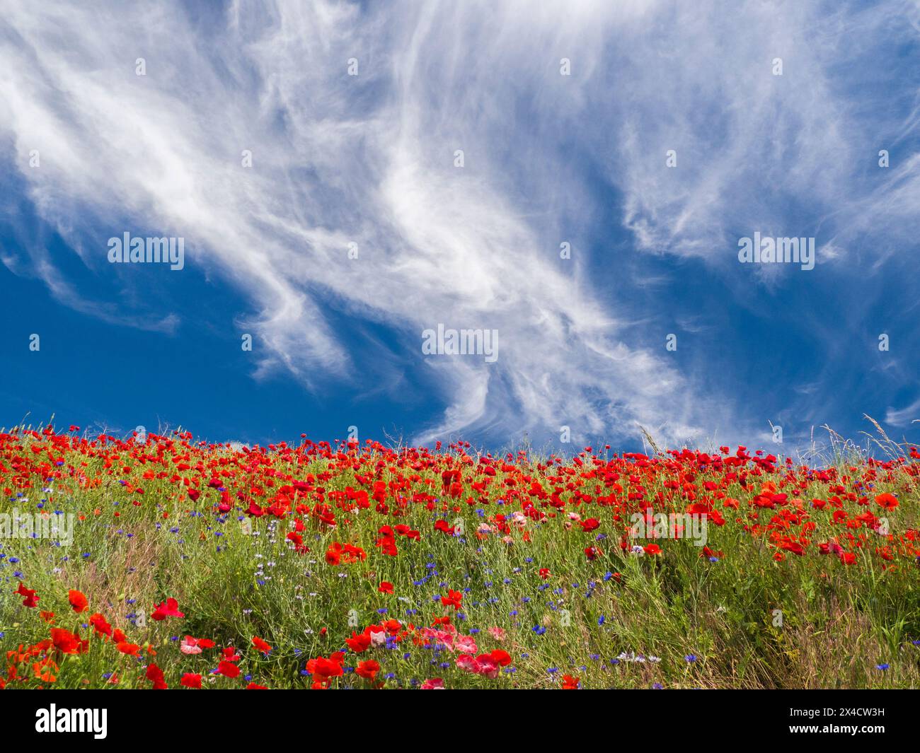 USA, Washington State, Palouse. Hellroter Mohn und blaue Junggesellenknöpfblumen mit hellblauem Himmel und wilden Wolken. Stockfoto
