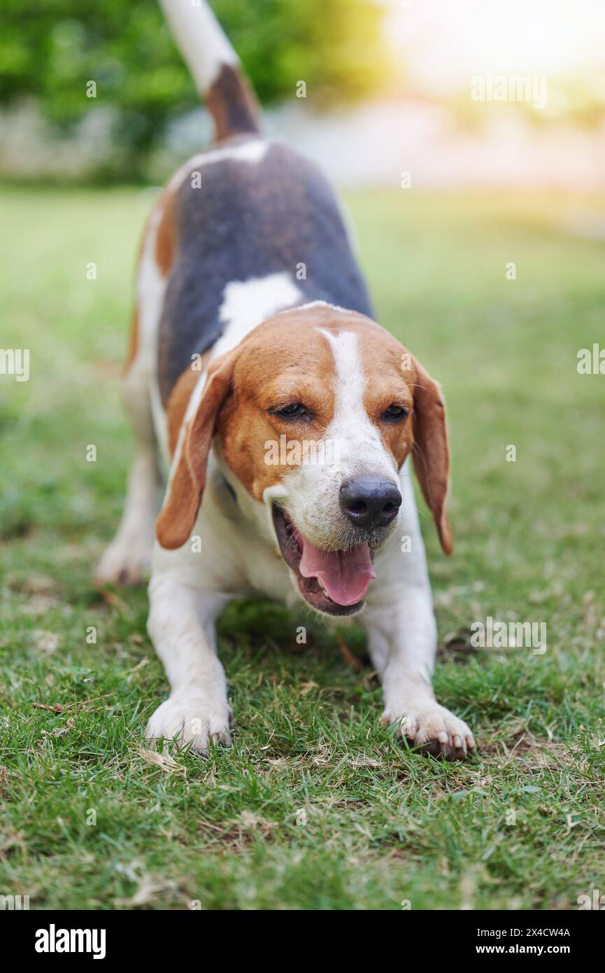 Verspielter Beagle-Hund im grünen Garten an sonnigen Tagen Stockfoto
