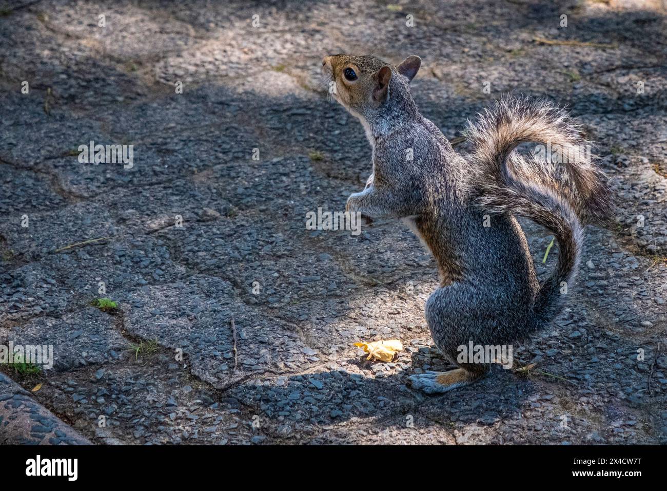 Eichhörnchen in einem Garten in Kapstadt Stockfoto