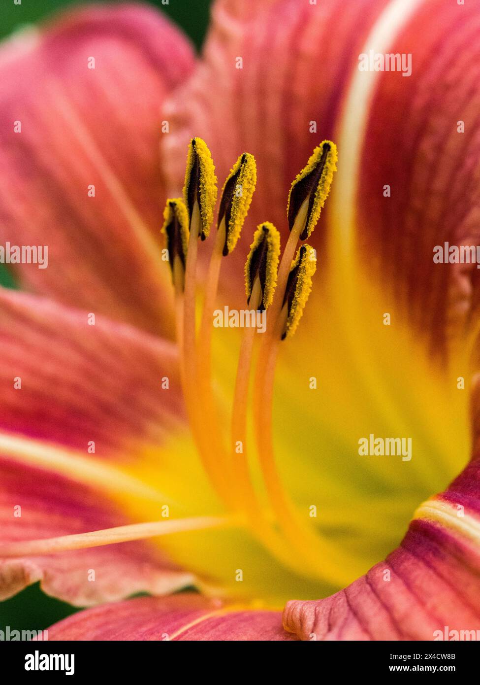 USA, Washington State, Auburn. Selektiver Fokus einer hellorange-gelben Taglilienblüte. Stockfoto