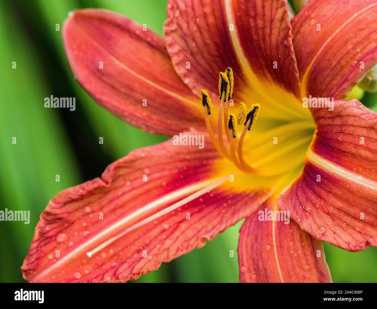 USA, Washington State, Auburn. Hellorange und gelbe Taglilienblüte. Stockfoto