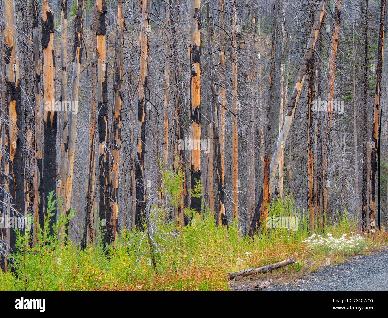 USA, Washington State, Kittitas County. Brandgebiet vom Tafelberg-Feuer im Jahr 2009. Stockfoto