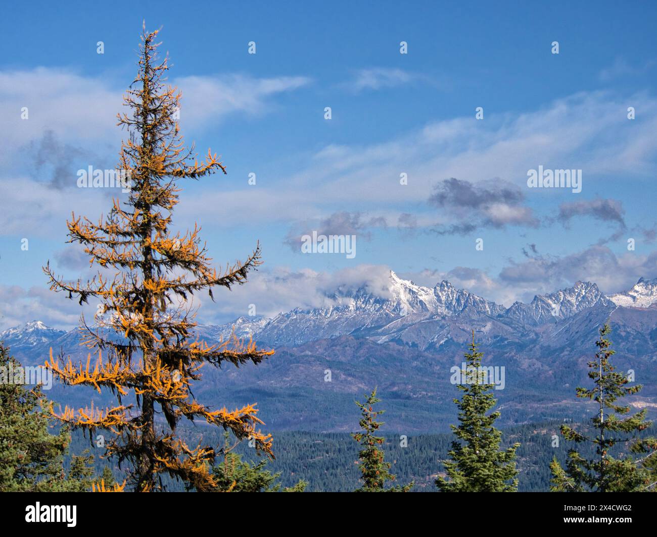 USA, Washington State, Kittitas County. Westliche Lärchenbäume im Herbst im Okanogan-Wenatchee National Forest. Stockfoto