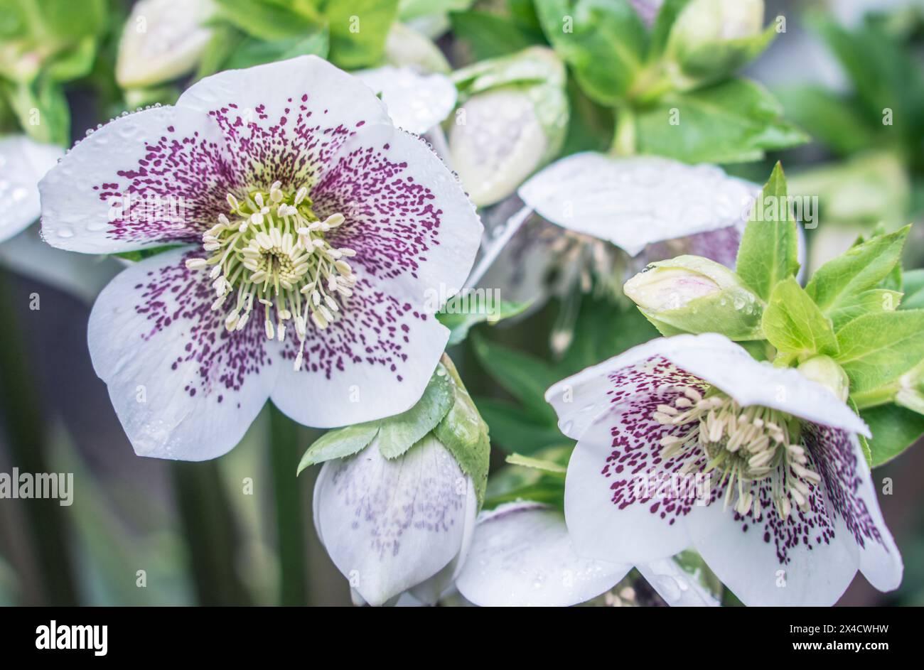 USA, Washington State, Bellevue, Hellebore Stockfoto