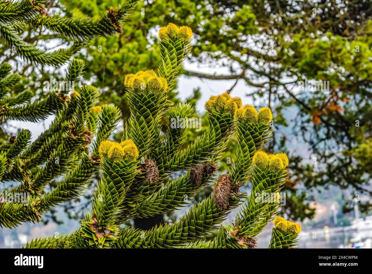 Affen Puzzle Baum blüht, Washington State. Aus Neukaledonien stammend. Stockfoto