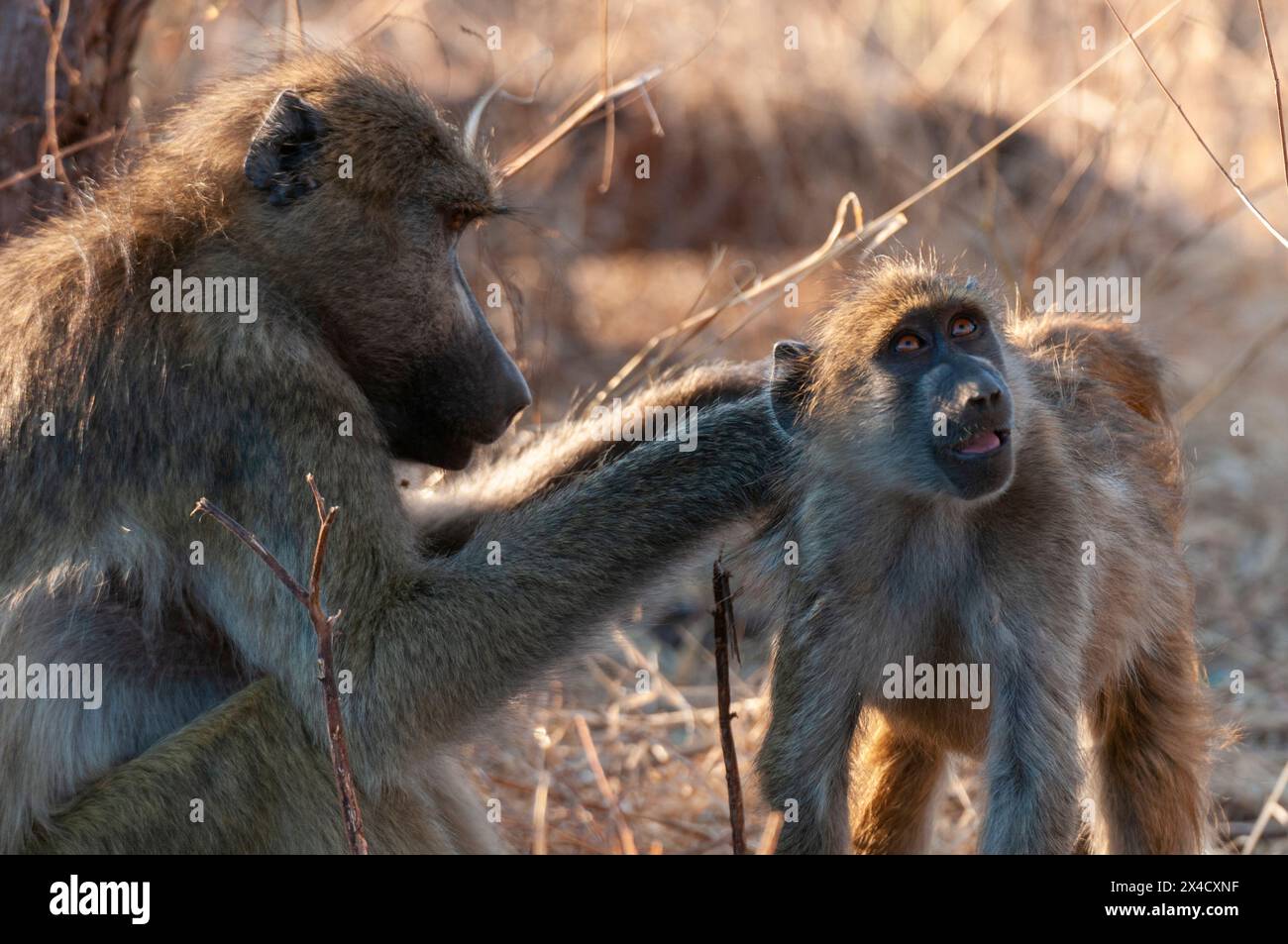 Ein erwachsener Chacma-Pavian, Papio cynocephalus, der einen jungen Pavian pflegt. Chobe National Park, Kasane, Botswana. Stockfoto