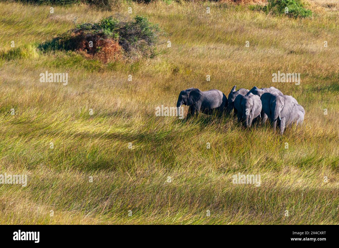 Eine Vogelperspektive einer Herde afrikanischer Elefanten, Loxodonta Africana, die in hohem Gras spazieren geht. Okavango Delta, Botswana. Stockfoto